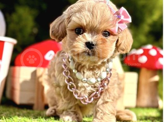 Mini Boy  Maltipoo Yavru  görsel
