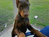 Biblo Gibi Kızıl Doberman Estetikli Yavrular