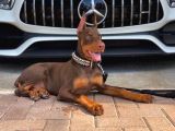 Biblo Gibi Kızıl Doberman Estetikli Yavrular