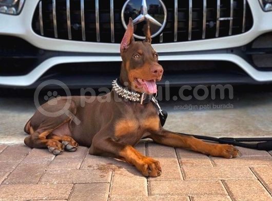 Biblo Gibi Kızıl Doberman Estetikli Yavrular görsel