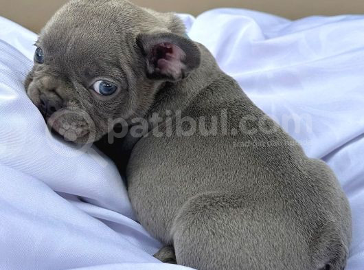 Orjinal Mikro Blue French Buldog görsel