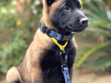A Kalite Malinois Yavrular