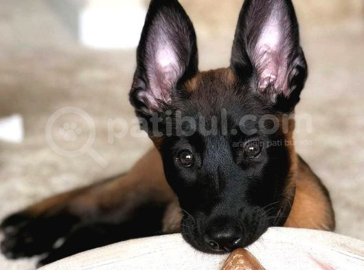 A Kalite Malinois Yavrular