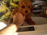 Çok Tatlı Orijinal Toy Poodle Yavrusu