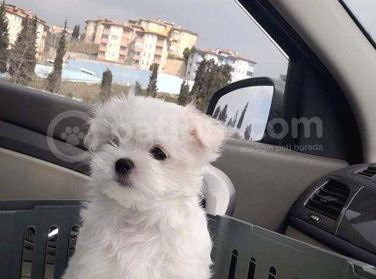 Biblo Gibi Maltese Bebekler Orjinal görsel