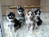 Akkuş Üreti̇m Çi̇ftli̇ği̇nden Husky Yavrulari