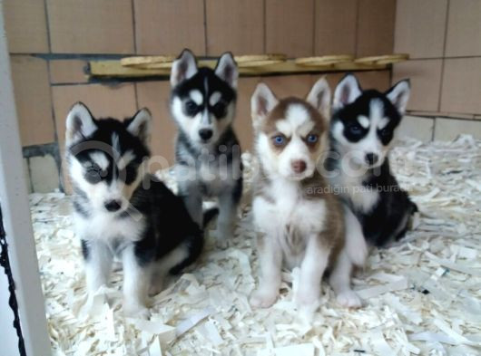 Akkuş Üreti̇m Çi̇ftli̇ği̇nden Husky Yavrulari görsel