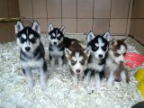 Akkuş Üreti̇m Çi̇ftli̇ği̇nden Husky Yavrulari