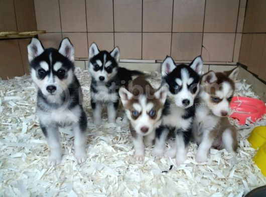 Akkuş Üreti̇m Çi̇ftli̇ği̇nden Husky Yavrulari görsel