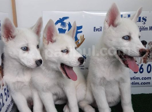 Akkuş Üreti̇m Çi̇ftli̇ği̇nden Husky Yavrulari