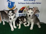 Akkuş Üreti̇m Çi̇ftli̇ği̇nden Husky Yavrulari