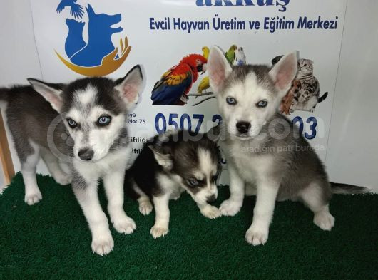 Akkuş Üreti̇m Çi̇ftli̇ği̇nden Husky Yavrulari görsel