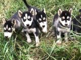 Akkuş Üreti̇m Çi̇ftli̇ği̇nden Husky Yavrulari