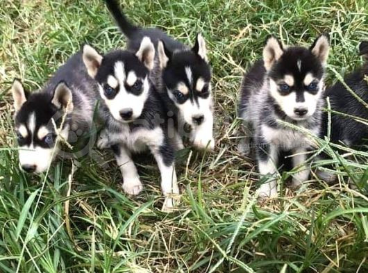Akkuş Üreti̇m Çi̇ftli̇ği̇nden Husky Yavrulari görsel
