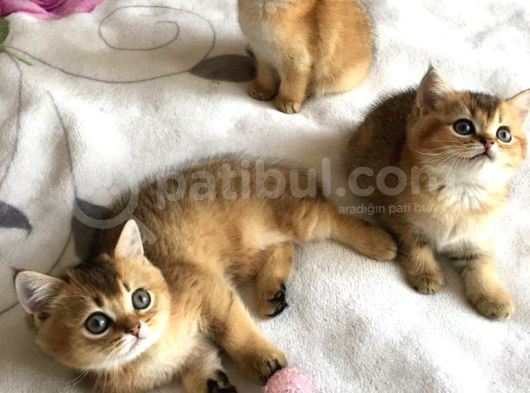 Akkuş Üreti̇m Çi̇ftli̇ği̇nden Bri̇ti̇hs Yavrulari görsel