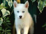 Akkuş Üreti̇m Çi̇ftli̇ği̇nden Husky Yavrulari