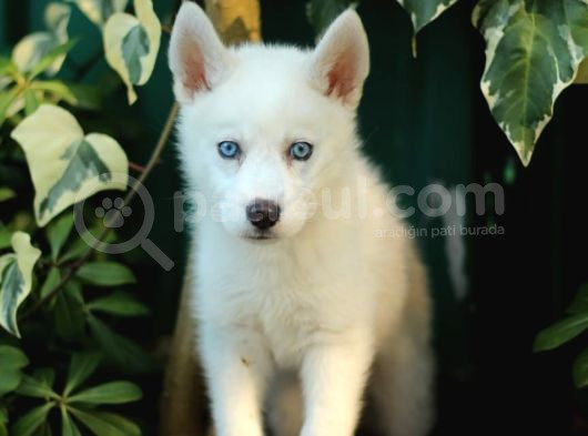 Akkuş Üreti̇m Çi̇ftli̇ği̇nden Husky Yavrulari görsel