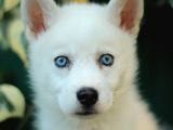 Akkuş Üreti̇m Çi̇ftli̇ği̇nden Husky Yavrulari