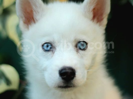 Akkuş Üreti̇m Çi̇ftli̇ği̇nden Husky Yavrulari görsel