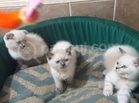 Akkuş Üreti̇m Çi̇ftli̇ği̇nden Bri̇ti̇hs Yavrulari görsel