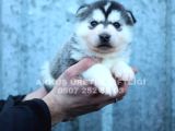 Akkuş Üreti̇m Çi̇ftli̇ği̇nden Husky Yavrulari
