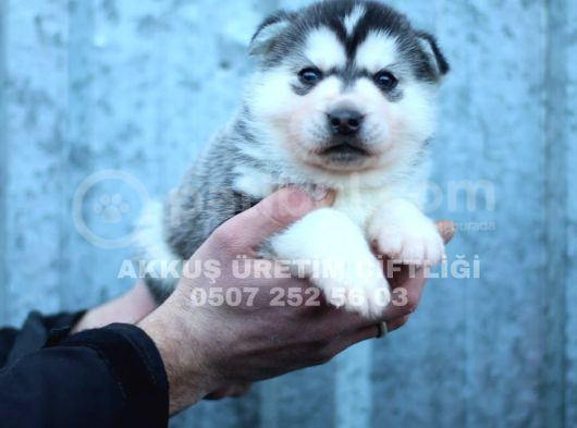 Akkuş Üreti̇m Çi̇ftli̇ği̇nden Husky Yavrulari görsel
