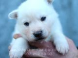 Akkuş Üreti̇m Çi̇ftli̇ği̇nden Husky Yavrulari