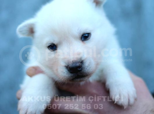 Akkuş Üreti̇m Çi̇ftli̇ği̇nden Husky Yavrulari görsel