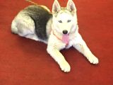 Akkuş Üreti̇m Çi̇ftli̇ği̇nden Husky Yavrulari