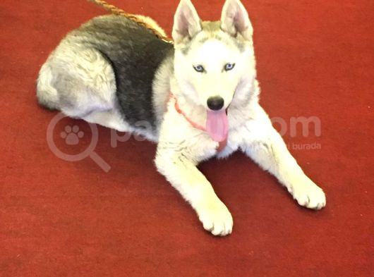 Akkuş Üreti̇m Çi̇ftli̇ği̇nden Husky Yavrulari görsel