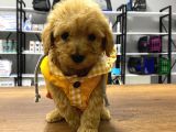 Tea Cup Maltipoo Yavrular