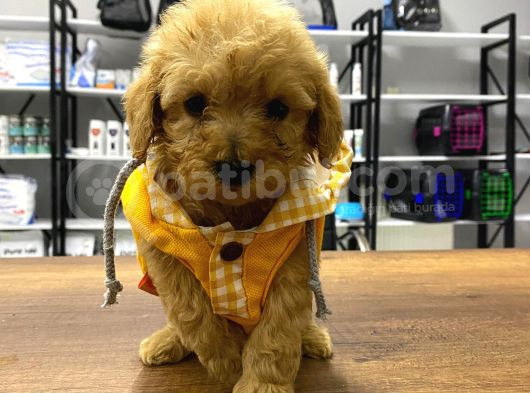 Tea Cup Maltipoo Yavrular görsel