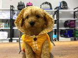 Tea Cup Maltipoo Yavrular