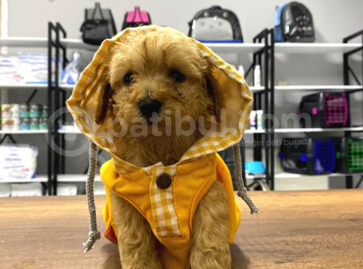 Tea Cup Maltipoo Yavrular görsel