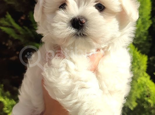 Kore Maltese Bebekler görsel