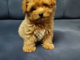 Tea Cup Maltipoo Yavrular