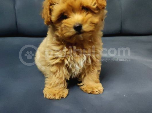 Tea Cup Maltipoo Yavrular görsel
