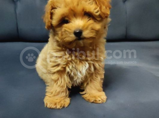 Tea Cup Maltipoo Yavrular görsel