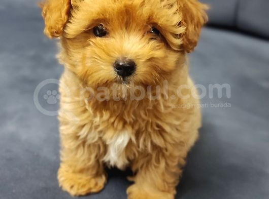 Tea Cup Maltipoo Yavrular