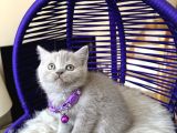 British Shorthair Lilac Rengi Yavrular
