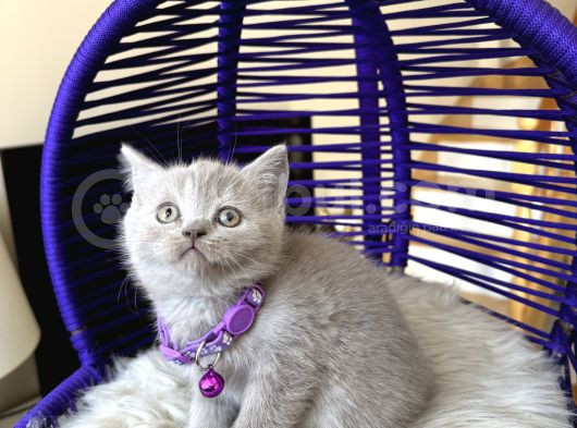 British Shorthair Lilac Rengi Yavrular görsel