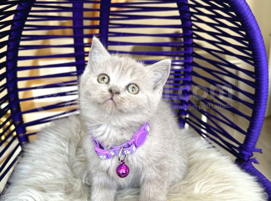 British Shorthair Lilac Rengi Yavrular