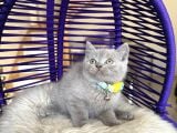 British Shorthair Lilac Rengi Yavrular