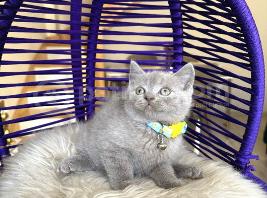 British Shorthair Lilac Rengi Yavrular görsel