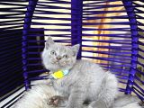 British Shorthair Lilac Rengi Yavrular