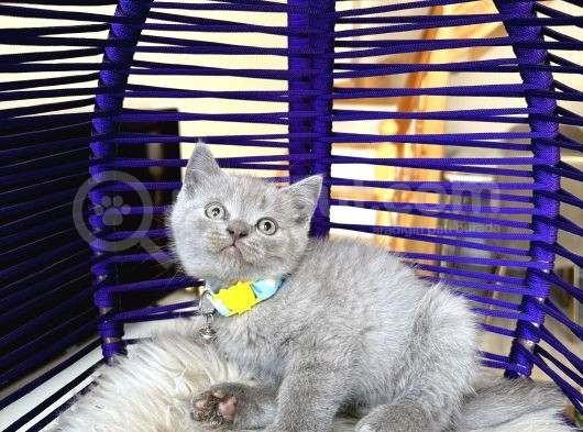 British Shorthair Lilac Rengi Yavrular görsel