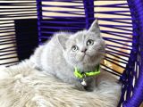 British Shorthair Lilac Rengi Yavrular