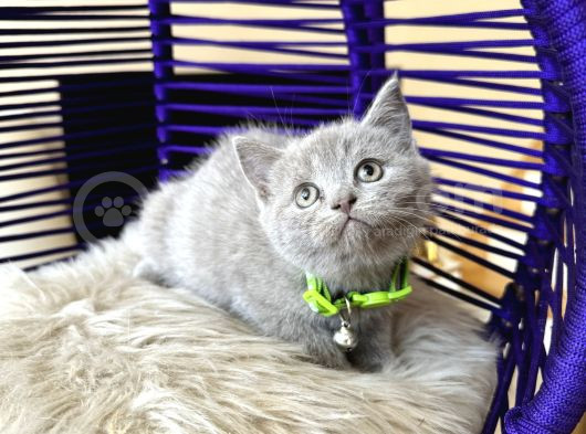 British Shorthair Lilac Rengi Yavrular görsel