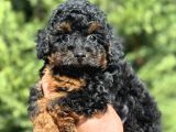 Phantom Özel Renk Toy Poodle Bebekler