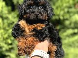Phantom Özel Renk Toy Poodle Bebekler